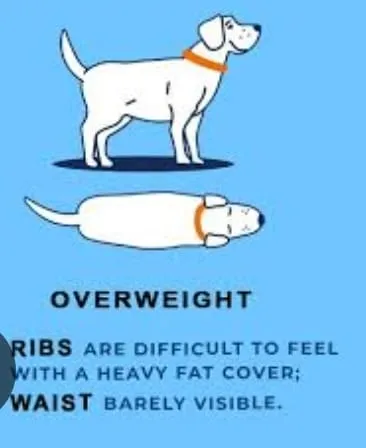 Dog showing overweight body condition with rounded shape