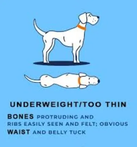 Dog showing underweight body condition with visible ribs and spine