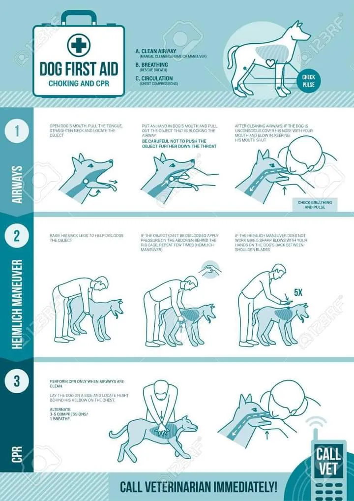 Dog first aid and CPR infographic