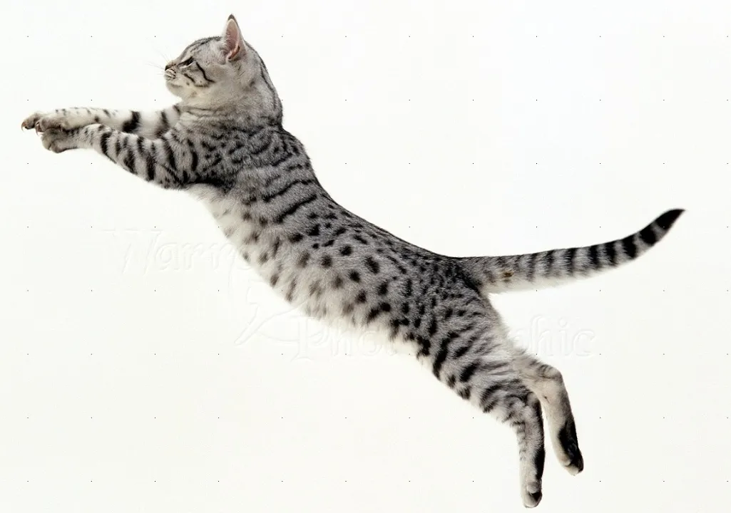 A leaping cat showing natural agility