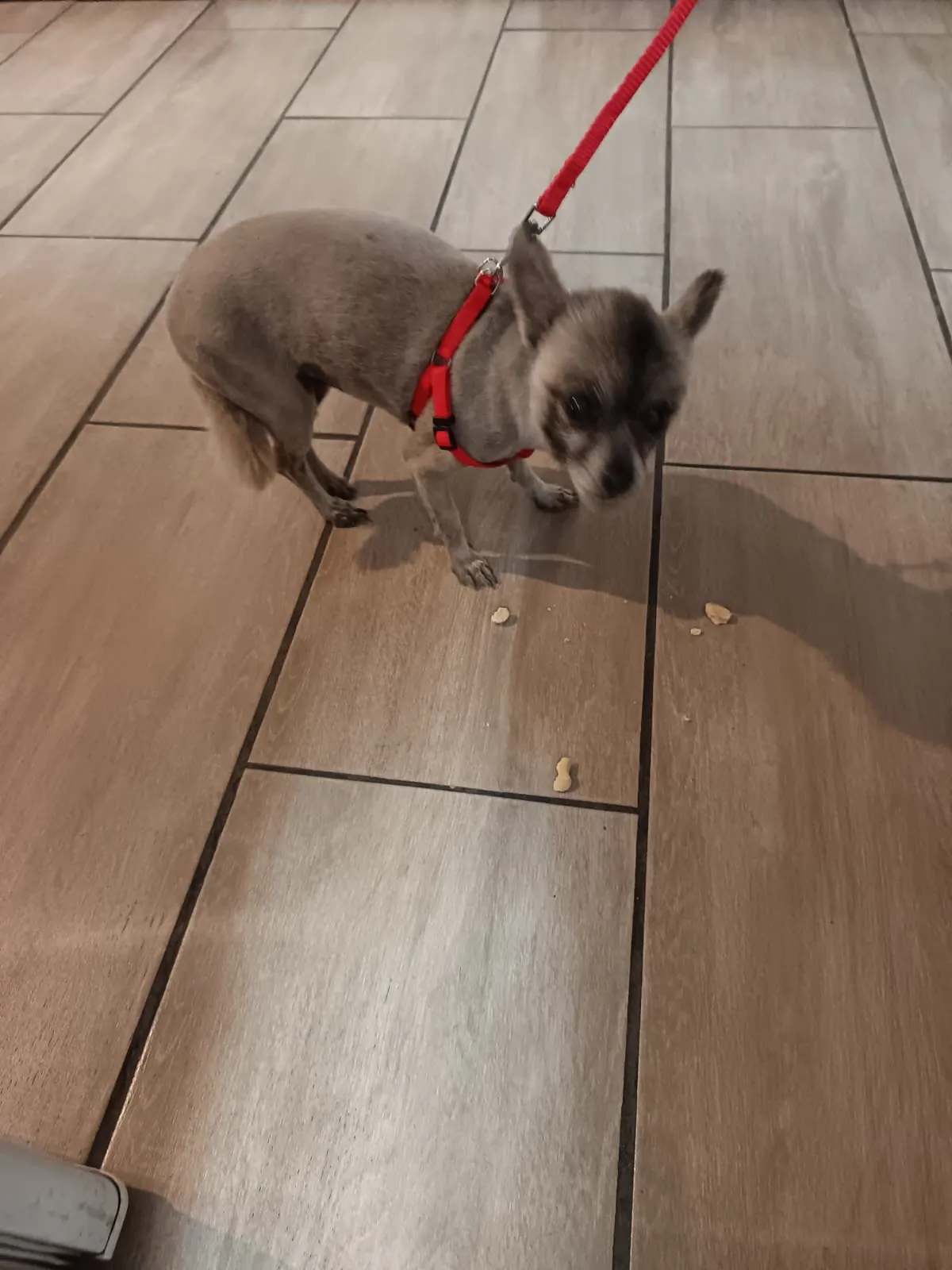 Lilly enjoying some treats