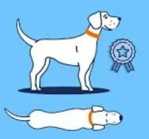 Healthy weight dog body condition
