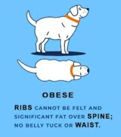 Obese dog body condition