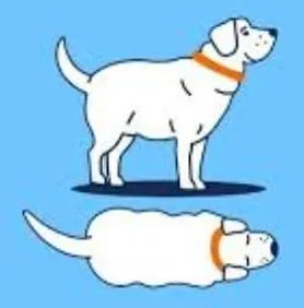 Obese dog body condition