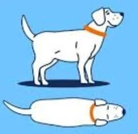 Overweight dog body condition