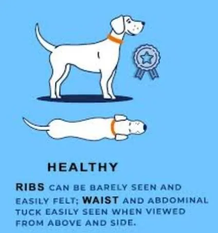 Overweight dog body condition