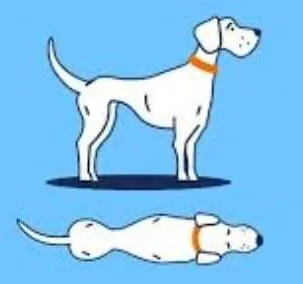 Underweight dog body condition